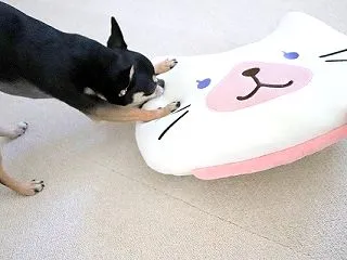 荷物運びとしてのキャリア