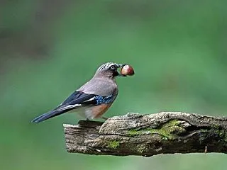 カケス