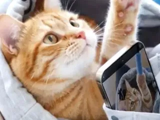 「猫を抱っこしたままゲームしたい」を叶え…