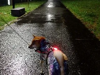 1日雨、ずっと雨！