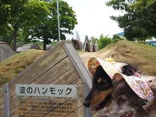 極上の芝生でした わんずとお出かけ富山2…