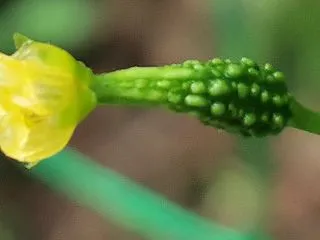 ゴーヤの成長が失速・・・（T-T）