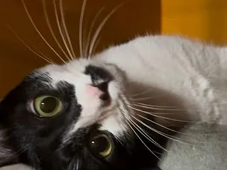 この一瞬が宝物♪猫白血病の女の子&quo…