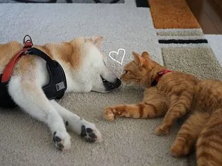 大好きなシニア犬貫太にいたずらするまる子…