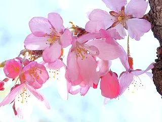 ストレスがたまるとお金を使いたくなる。本…