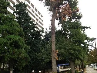 福岡中央公園を振り返る その１