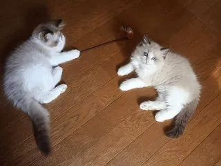 ローズちゃん一家