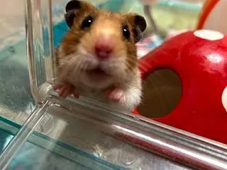ヤンチャハムスターズ