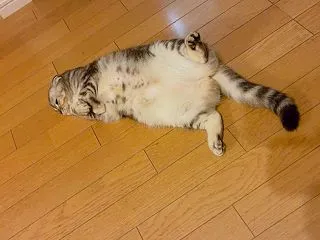 今日も平和です。真っ白お腹を見せて眠る葉…