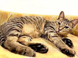 里親さんを待ってる猫たち(10/21)