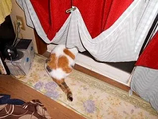 猫に小判を与えたら。 埋蔵金：弐千拾八両…