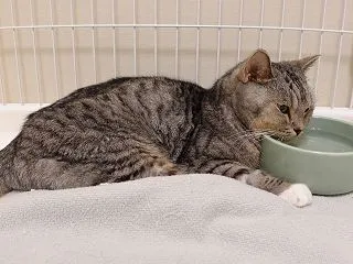 水場で倒れて動けない猫…。緊急検査で絞り…