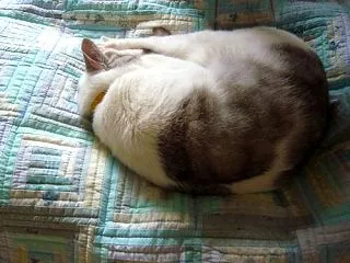 ログキャビンのキルトと猫