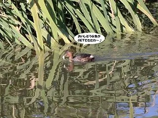 親がいぬ間にマガモのオジちゃんに