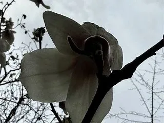 AIの実力？何でも出てくる玉手箱「あの奇…