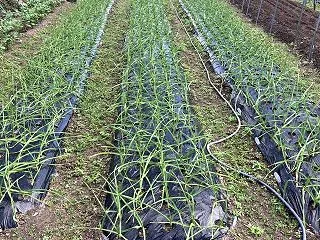 ニンニクの植え継ぎ