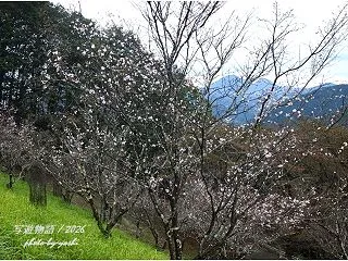 １０月桜