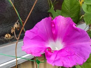 朝顔がまだ咲いています