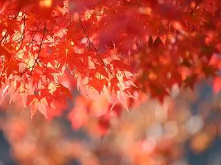 11月のスケジュール