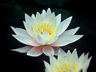 運気はこうやって自分で上げていくものです