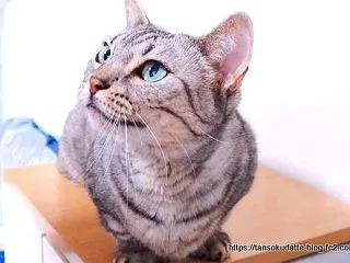 一日中鳴いているルナを黙らせる方法