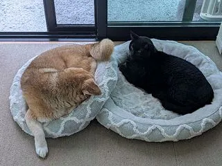 雨の日の、しっぽたち。