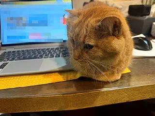 おっと、心の声が・・・