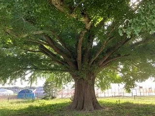 豊川市の大イチョウ♪