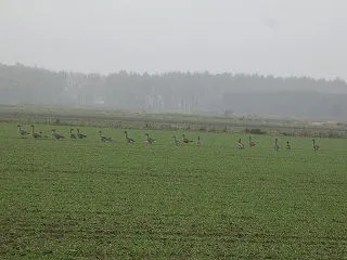 千歳市内の野鳥(2026/10/21)