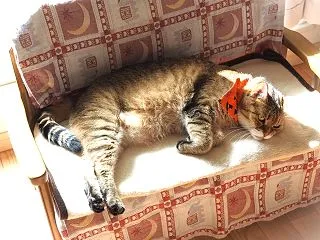コンコンブルのハロウィンにゃんこたち 第…