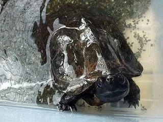 本日のクサガメ