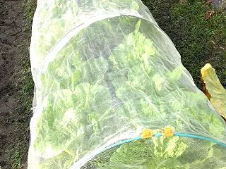 畑の野菜たちの今日の様子（10/21）