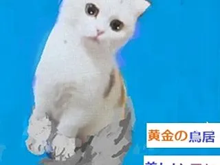 ◆美しい黄金の鳥居◆募集中☆遠隔 透視メ…