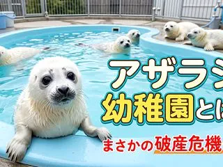 アザラシ幼稚園