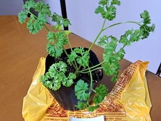 パセリをプランター栽培＆空心菜を収穫