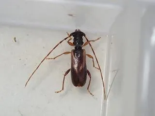 トワダムモンメダカカミキリ