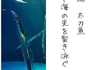 俳句道場 太刀魚