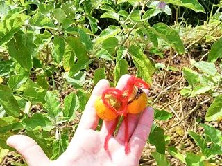 ニンニク発芽〜！