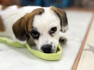 むーちゃんのむー 