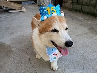 １５歳の誕生日を迎えられました