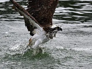 西のミサゴの続きです！