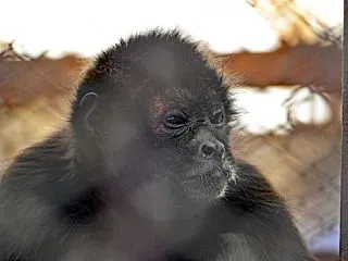 那須ワールドモンキパーク 02 エクアド…