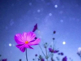 【コスモスと夏の星々】
