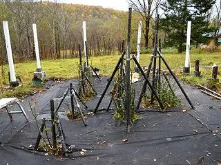 バラの冬囲い
