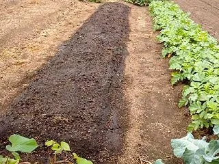超極早生玉ねぎの畝に9515銀黒マルチを…