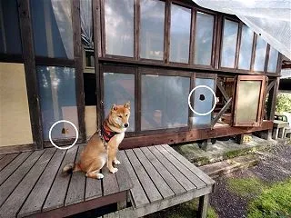 柴犬1歳 破壊王健在！