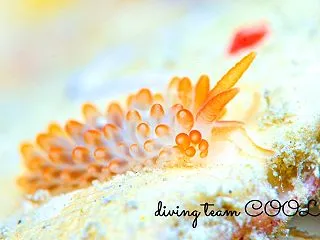 ホンミノウミウシ｜沖縄本島ボートダイビン…