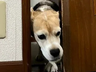 ママごん、週末に退院です