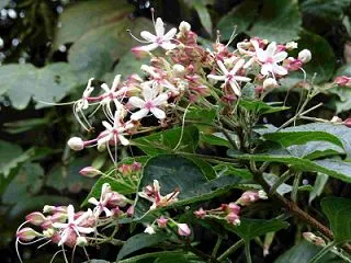 クサキの花が今頃咲いてる