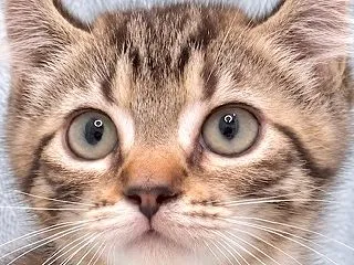 里親募集中♪オスのアラスカくん